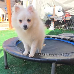 Idril - White female Pomeranian puppy in Boca Raton, Florida from Poms of The Shire