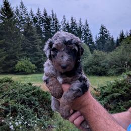 Olive - Blue merle female Aussiedoodle puppy in Yacolt, Washington from Aussiedoodles by Maggie