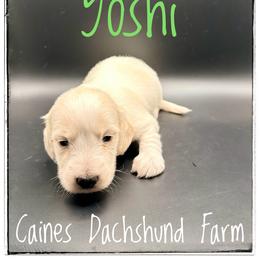Yoshi - Cream male Dachshund puppy in Cincinnati, Ohio from Caines Dachshund Farm