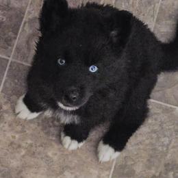 Genesis - Black female Siberian Husky puppy in Urbana, Ohio from Fairhaven's Siberian Huskies