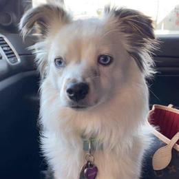 Miniature Australian Shepherds from Big Sky Critter Farm LLC