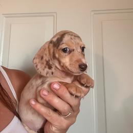 Fritzi - Dapple female Dachshund puppy in Cheyenne, Wyoming from Great Basin Hounds