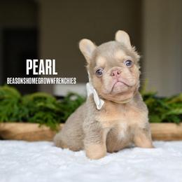 PEARL 4500 - Tricolors female French Bulldog puppy in Blue Ridge, Texas from Beason’s HomeGrown Frenchies