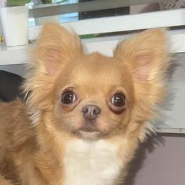 Mojo - Chihuahua