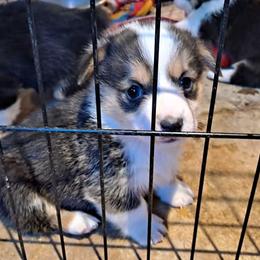 Pembroke Welsh Corgis from Pals Corgis