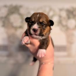 Clover - Red male Pembroke Welsh Corgi puppy in New Port Richey, Florida from Spots and Sploots