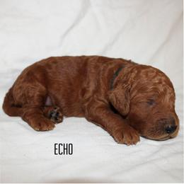 Echo - Red  male Goldendoodle puppy in Payson, Utah from Mountainside Goldendoodle