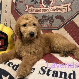 Lavender collar - Red Labradoodle puppy in Visalia, California from Junebug’s Labradoodles