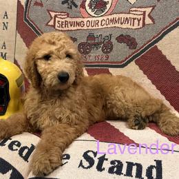 Lavender collar - Red Labradoodle puppy in Visalia, California from Junebug’s Labradoodles