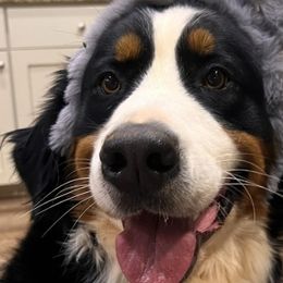 Bernedoodles, Bernese Mountain Dogs, Poodles, and Toy Australian Shepherds from Grove Farm