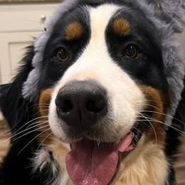 Bernedoodles, Bernese Mountain Dogs, Poodles, and Toy Australian Shepherds from Grove Farm