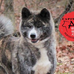 Suri - Japanese Akitainu
