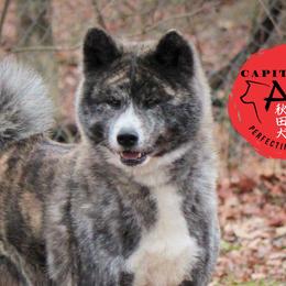 Suri - Japanese Akitainu
