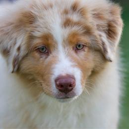 Rmm2 - Red merle male Australian Shepherd puppy in Stephenville, Texas from Diamond H Aussies