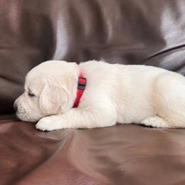Male pick4 - Light golden male Golden Retriever puppy in Waterford, Pennsylvania from Living on Faiths Golden Retrievers