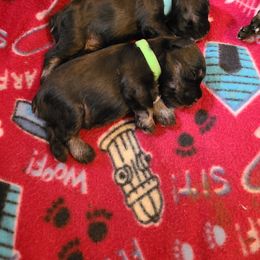 Miniature Schnauzer Puppies from Starbound Miniture Schnauzer's