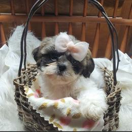 Girl 1 - female Shih Tzu puppy in Hillsdale, Michigan from Prairie Fen Farm