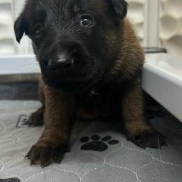 Brown - Fawn sable female Belgian Malinois puppy in Ellerbe, North Carolina from Grand Prix Kennel