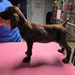 Yellow male - Liver male German Shorthaired Pointer puppy in Liberty, Texas from Ashwind kennels