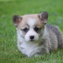 Elton - Red male Pembroke Welsh Corgi puppy in Morgantown, Pennsylvania from GoldStar Corgis (License Number 18519)