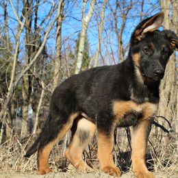 "Chata " German Shepherd Puppies from Coppermoon German Shepherds