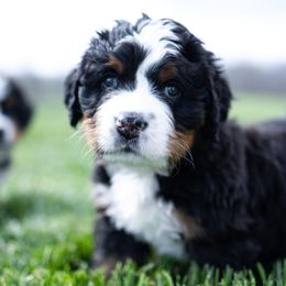 Bernese Mountain Dog Puppies from Mountain Dog Kennel