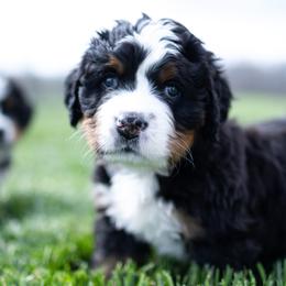 Bernese Mountain Dog Puppies from Mountain Dog Kennel