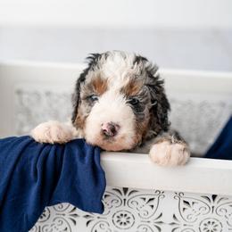 Dexter - Merle male Bernedoodle puppy in Lititz, Pennsylvania from Sleepy Hollow Acres