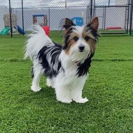 Yorkshire Terrier All Grown Up from Reed’s Breeds