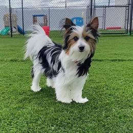 Yorkshire Terrier All Grown Up from Reed’s Breeds