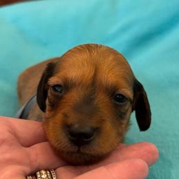 Patriot - Red male Dachshund puppy in Clarksdale, Mississippi from Bo Didley's Doxies