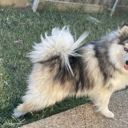 Anna - Pomsky