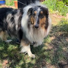 Sgt. Pepper - Collie