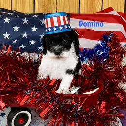 Domino - Black and white male Cockapoo puppy in Connersville, Indiana from MoonShine Babies