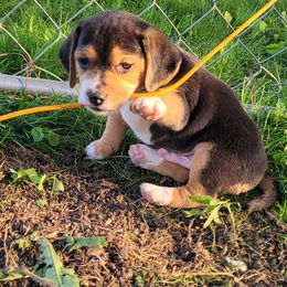Beagles from Mallory Beagles