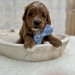 Frost - Red  male Goldendoodle puppy in Rio Linda, California from Plush Doodles