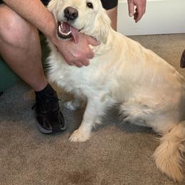 Winnie (looking for Arizona guardian home) - Light golden female Golden Retriever puppy in Waddell, Arizona from Sunshine Mountain Retrievers