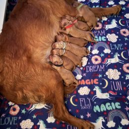 Golden Retriever Puppies from Up Beat Golden's