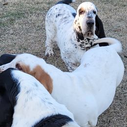 Basset Hound Puppies from Double Branch Basset Hounds