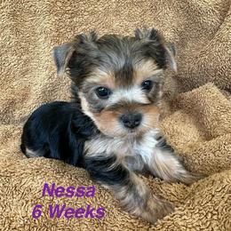 Nessa - Black and tan female Yorkshire Terrier puppy in Ashland, Kentucky from Yorkie Paw