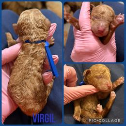 Virgil - Red  male Poodle puppy in Mount Vernon, Illinois from AMC Poodles
