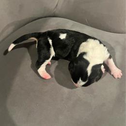 Second Little Girl - Black brown and white female Basset Hound puppy in Hurtsboro, Alabama from PARK’s Family Farm