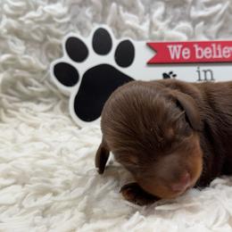 Tim - Chocolate and tan male Dachshund puppy in Colbert, Oklahoma from Brooke Crenshaw