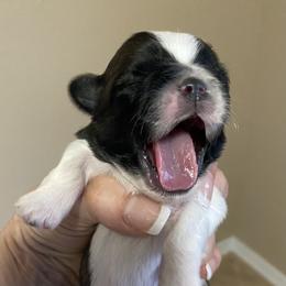 Shih Tzu Puppies from Willow Lane Shih Tzus