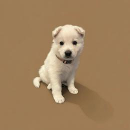 Brown Collar  (LL Bean) - White male Berger Blanc Suisse puppy in Rice Lake, Wisconsin from Windswept White Swiss Shepherds