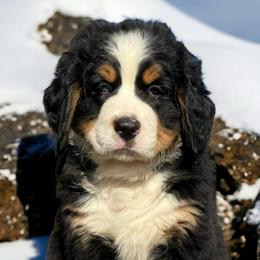 Ranger- Orange Boy - Tri-color Bernese Mountain Dog puppy in Madison Heights, Virginia from Farmdale Bernese Mountain Dogs