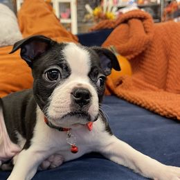 Boston Terrier Puppies from Belen's Boston Terriers