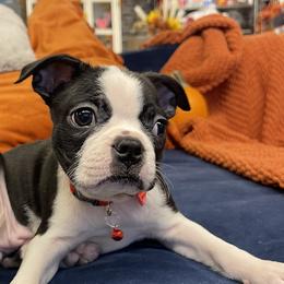 Boston Terrier Puppies from Belen's Boston Terriers