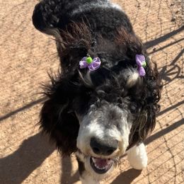 Poodles from Rainbow Desert Poodles