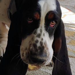 Winni - Basset Hound